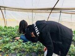 -青浦采草莓天天草莓园