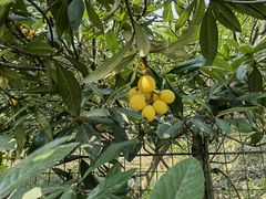 -塘栖枇杷特色园区