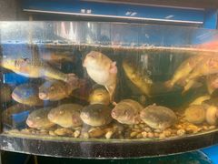 -莆鑫海鲜城(浏河店)
