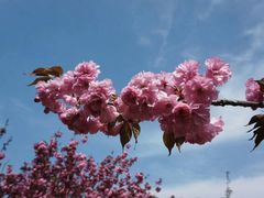 -莱阳濯村樱花园