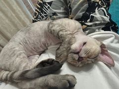 -山宅一喵德文卷毛猫舍