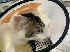 -荔康动物医院(康王北路店)