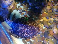 -芜湖新华联大白鲸海洋公园