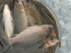 -DGE季风钓虾营地·团建·聚会