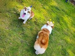 -翊宠yipet猫狗购宠庄园犬舍•猫舍