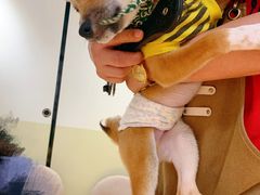 -逗柴咖啡屋·狗咖猫咖宠物桌游