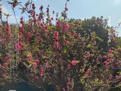 -南国桃园旅游度假区