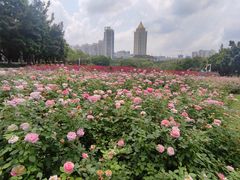 -深圳龙潭公园