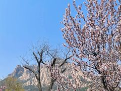 -崂山仰口游览区