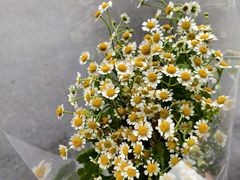 -雪蔓之鲜花气球派对(家佳源时代中心店)