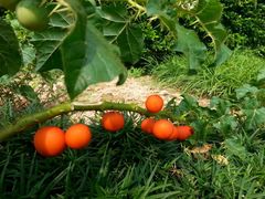 android_upload_pic-广州神农草堂中医药博物馆