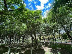 -大兴滨河森林公园