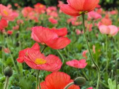 -江苏三台山国家森林公园