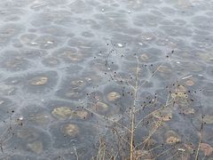 -桃花岛公园