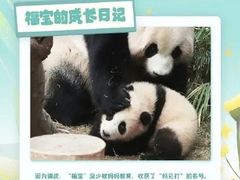 -卧龙中华大熊猫苑神树坪基地