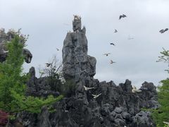-千岛湖石林