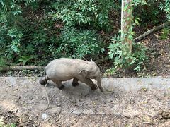 -野象谷景区