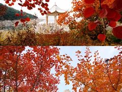 -龙口南山旅游景区