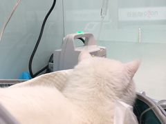-纳吉亚猫专科动物诊疗中心(蒋宅口分院)