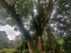 -中国科学院西双版纳热带植物园