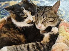 -平行世界·猫咖(首经贸店)