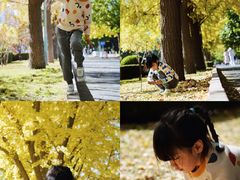 -三里屯东五街银杏大道
