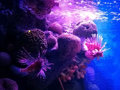 -暹罗海洋世界