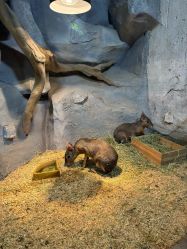 -Zoolung Zoolung动物主题公园(海信广场店)