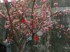 -天适樱花悠乐园