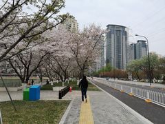 -西北湖绿化广场