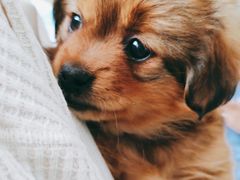 -瑞派·关忠动物医院·猫专科·犬专科(三环新城店)