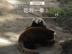 -昆明动物园