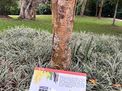 -中国科学院西双版纳热带植物园