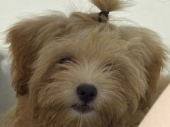 -乐琪宠物医院·犬猫专科·骨外科·急重症