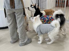 -共舞时光猫咖·狗咖(新街口店)