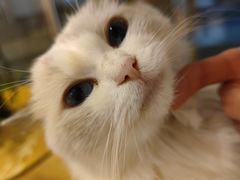 -猫咪派对(江南西店)