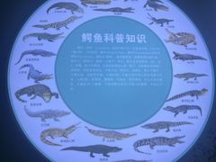 -中国扬子鳄村