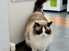 -青奢宠物·青奢猫舍