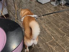 -宠爱国际动物医院·疑难骨科·心肾内科·皮肤科(太阳宫店)