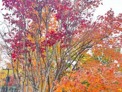 -奈雪的茶(中粮祥云小镇店)