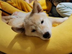 -逗柴咖啡屋·狗咖猫咖宠物桌游