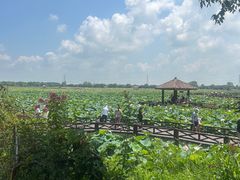 -焦岗湖旅游度假区