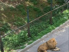 -大连森林动物园