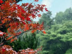 -叶家花园
