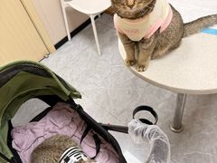 -安安宠医·臻爱宠物医院·宠保定点(营门口路分院)