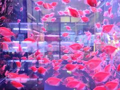 -中环花鸟鱼虫市场