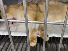 -派特宠物医院(圆融广场店)