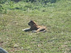 -泉州海丝野生动物世界