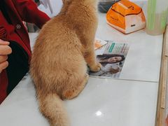 -四月宠物医院·猫专科·心脏专科·内科(转塘店)