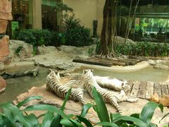 景观位-白虎自助餐厅·真老虎·景观自助餐厅(广州长隆酒店)